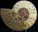 Huge Split Ammonite Pair - Agatized #7223-1